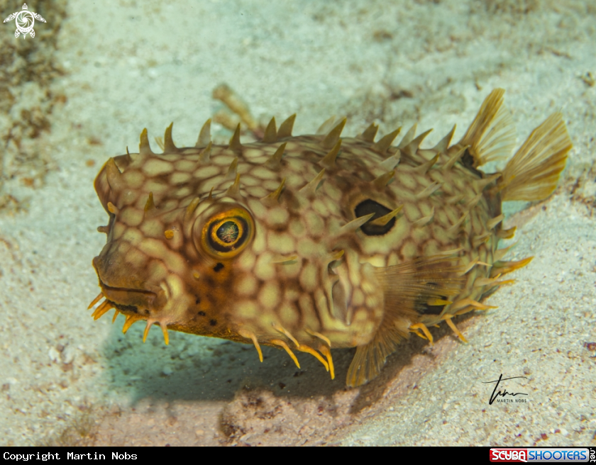 A Web Burrfish