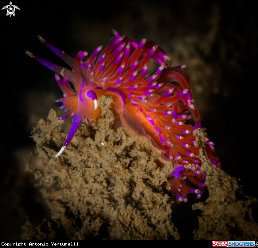 A Red Flabellina nudibranch