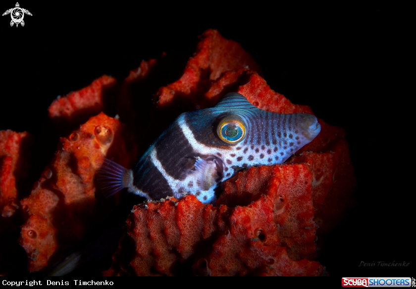 A FISH
