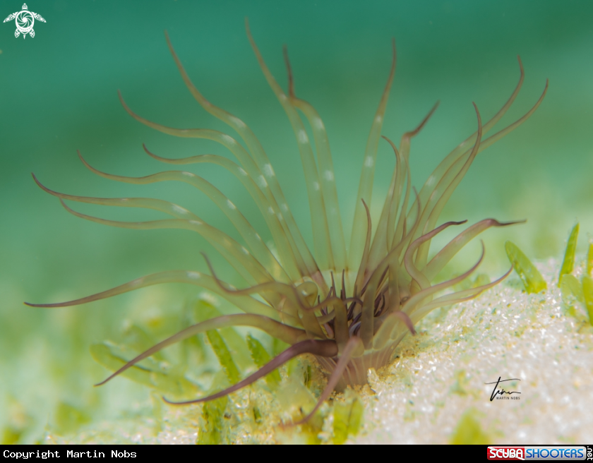 A Tube dwelling anemone