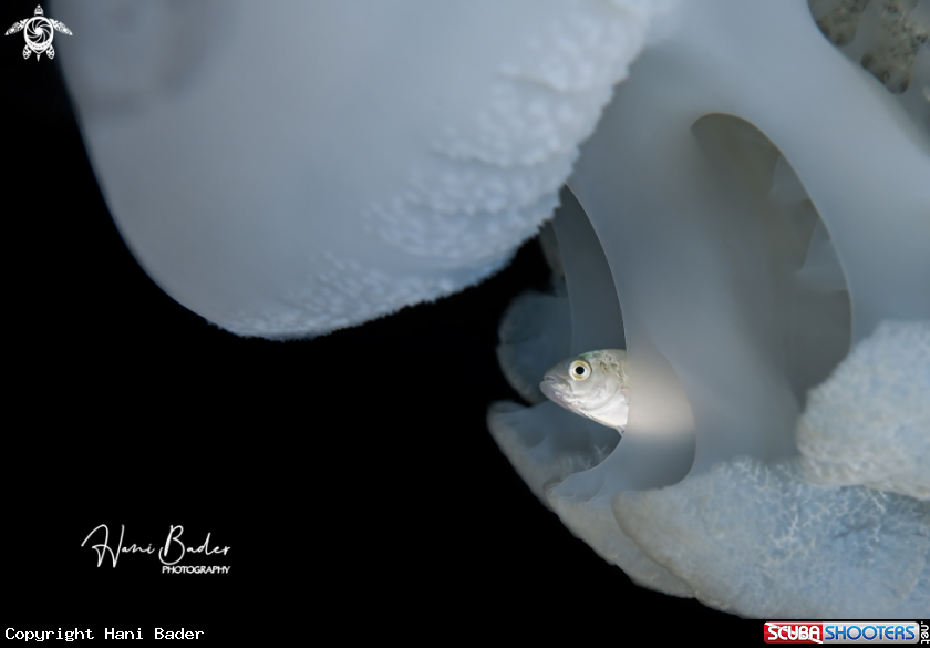 A Jellyfish 