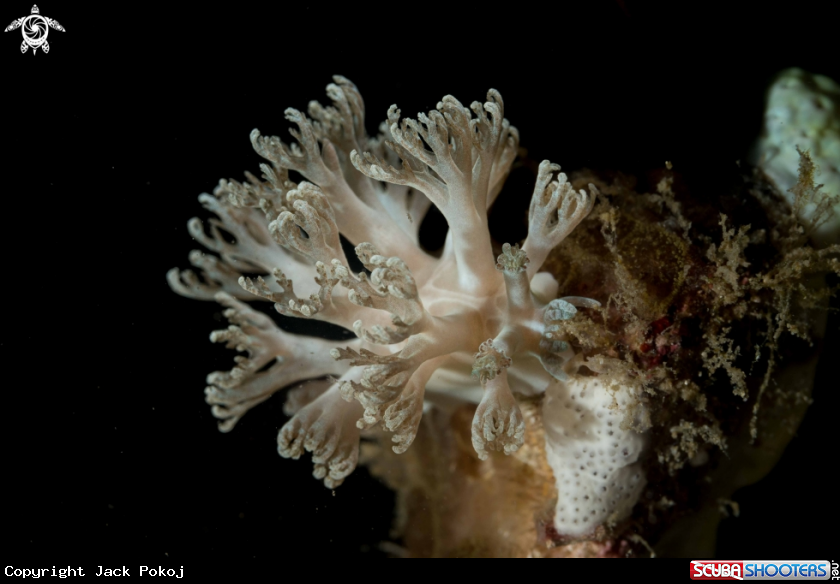 A Marionia sp.