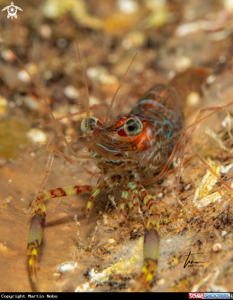 A Two claw shrimp