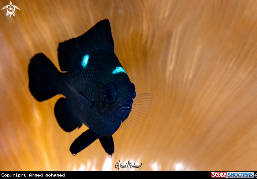 A Damsel fish