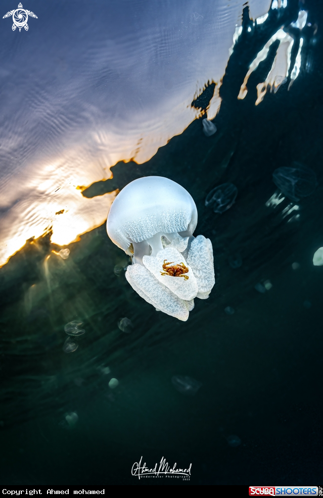 A Jelly fish
