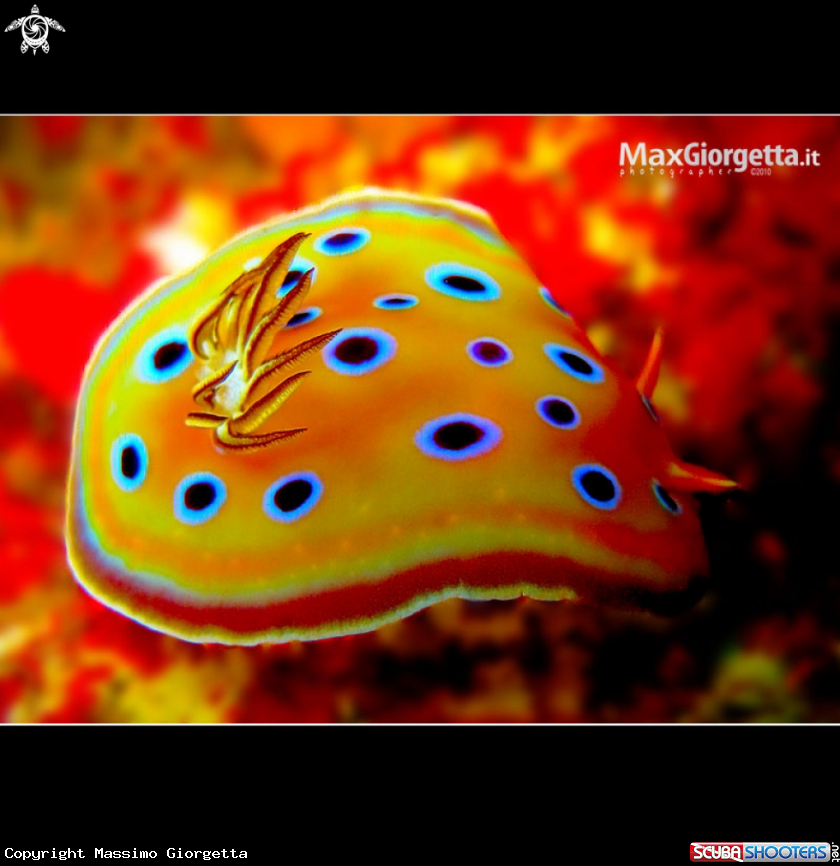 A nudibranco