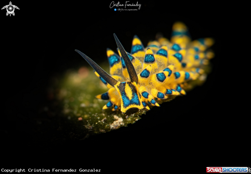 A Nudibranch
