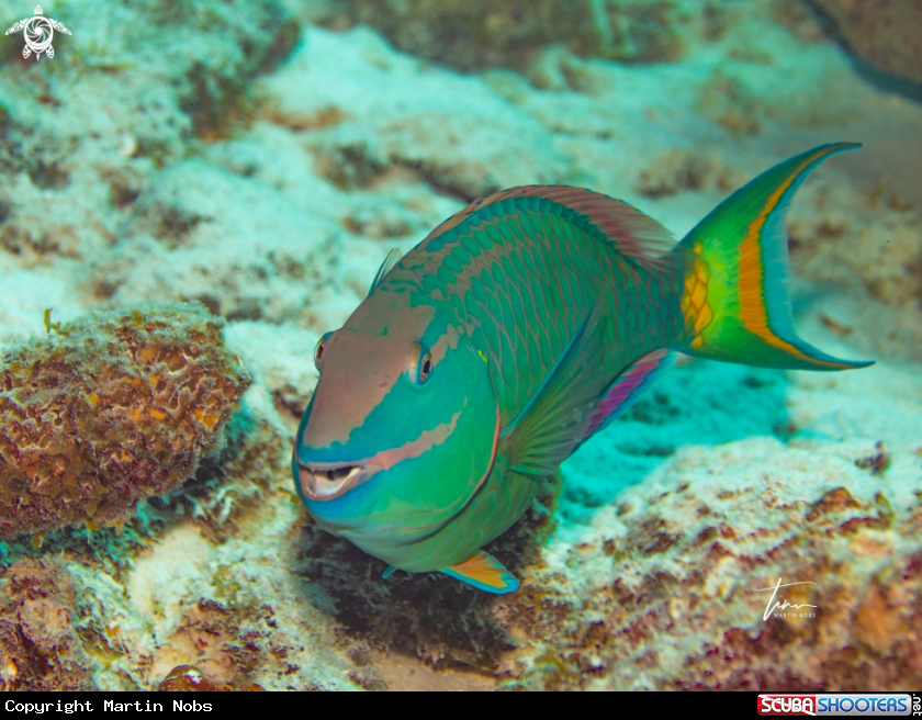 A Stoplight Parrotfish