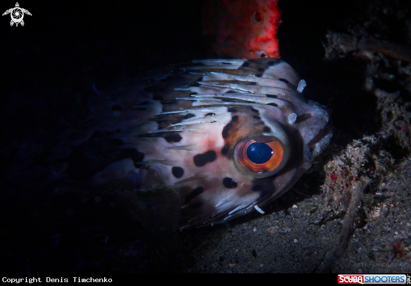 A FISH