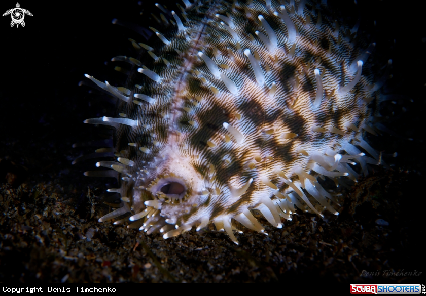 A COWRY