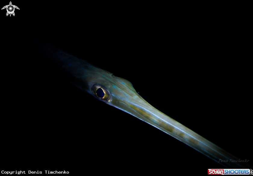 A FISH