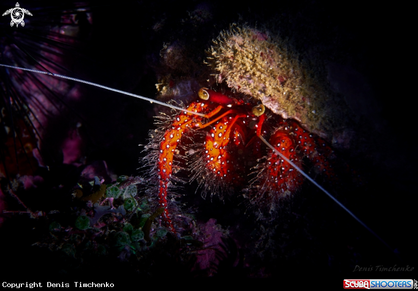 A CRAB