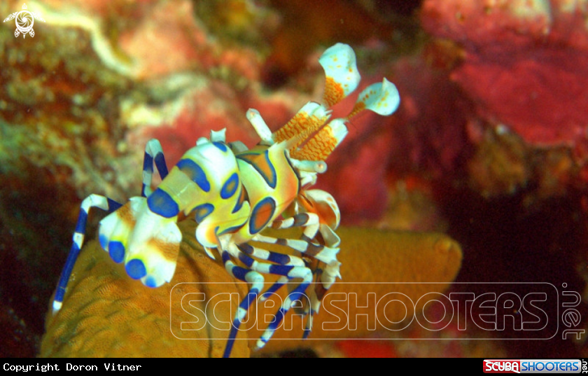A Harlequin shrimp