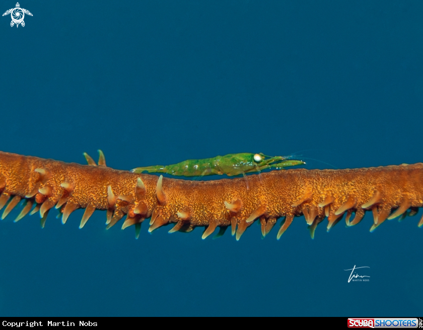 A Wirecoral shrimp