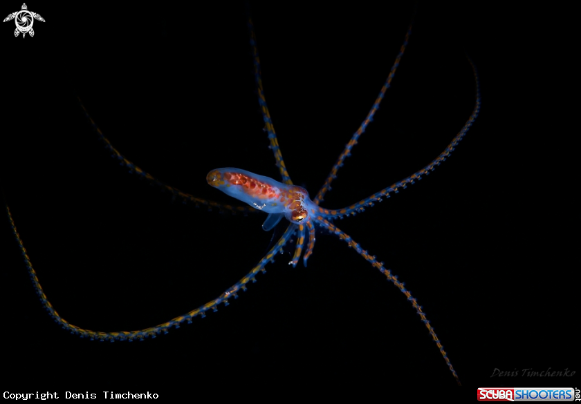 A OCTOPUS