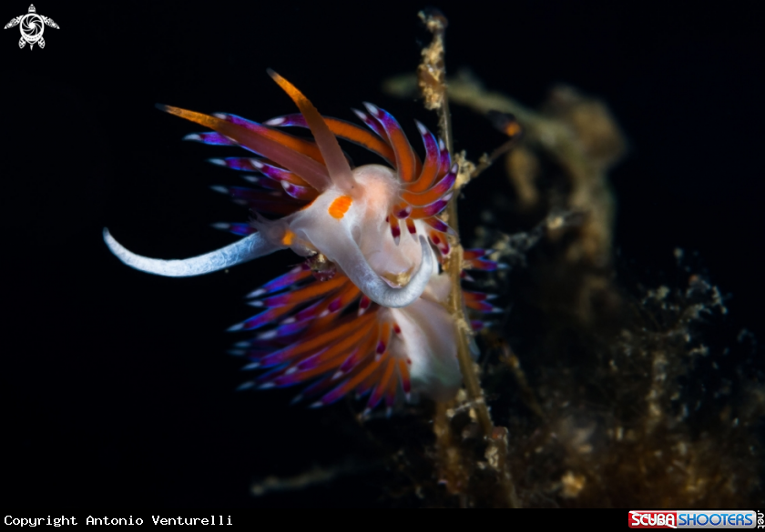A Cratena nudibranch