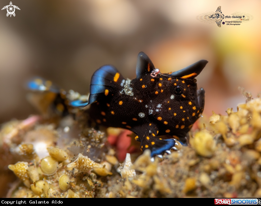 A Warty Frogfish Juvenile
