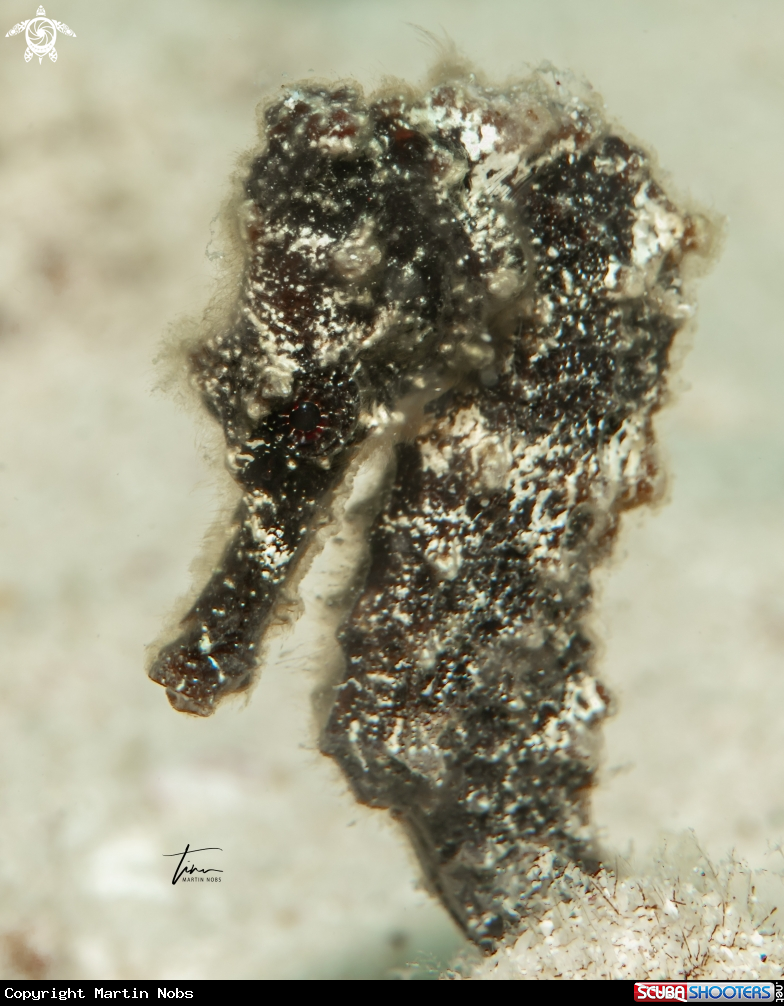 A Seahorse