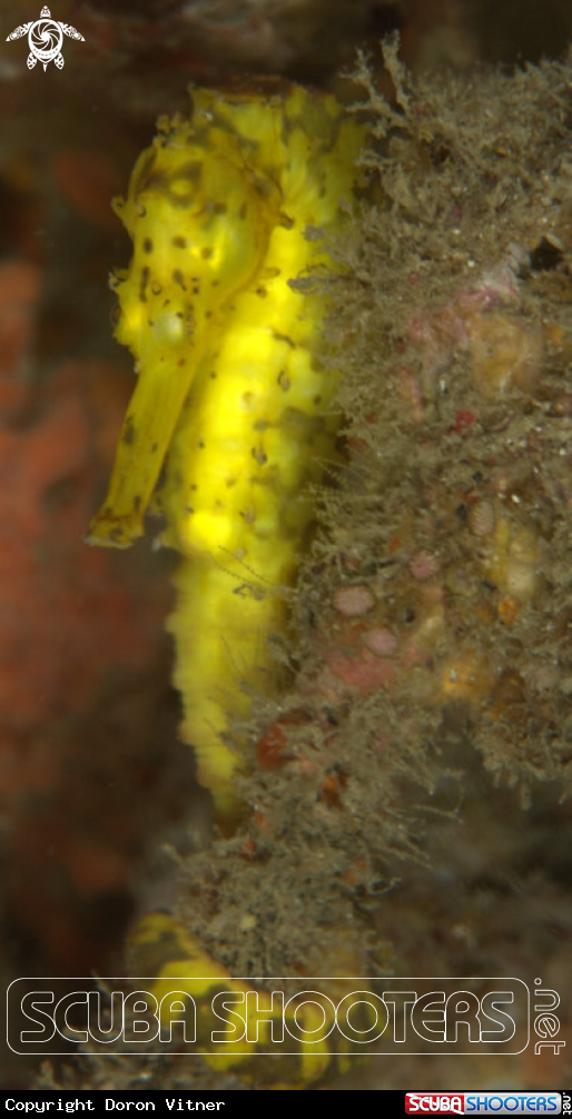 A Sea horse