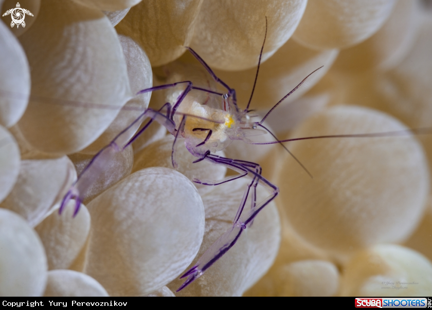 A Bubble shrimp