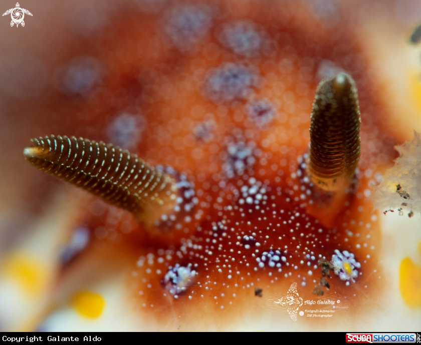 A Nudibranch