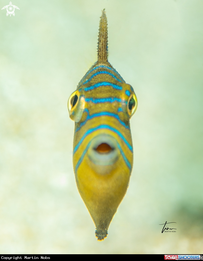 A Juvenile Queen Triggerfish
