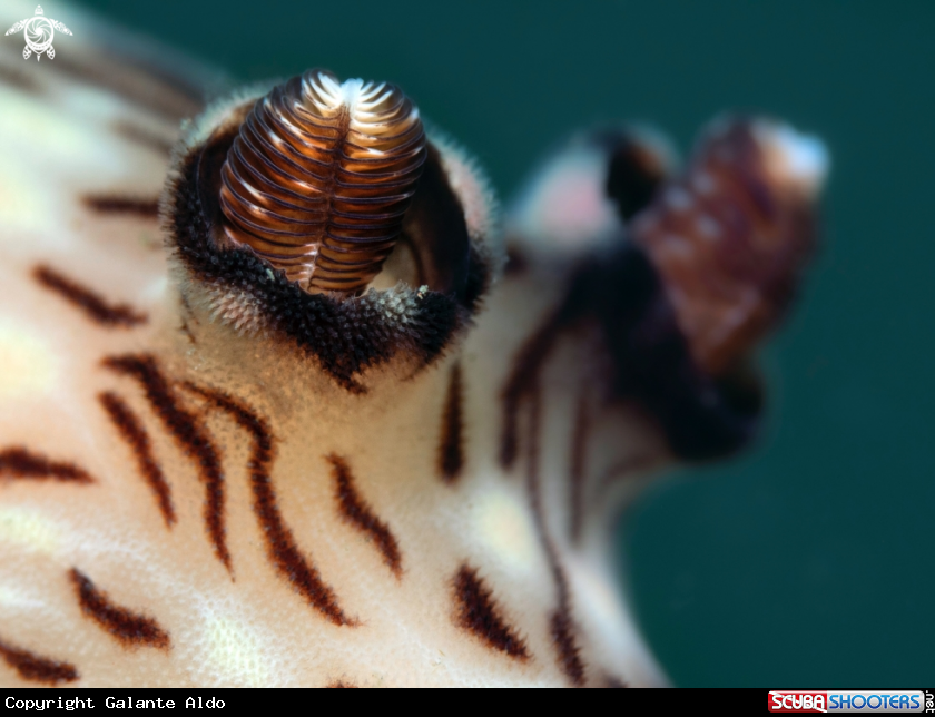 A Nudibranch