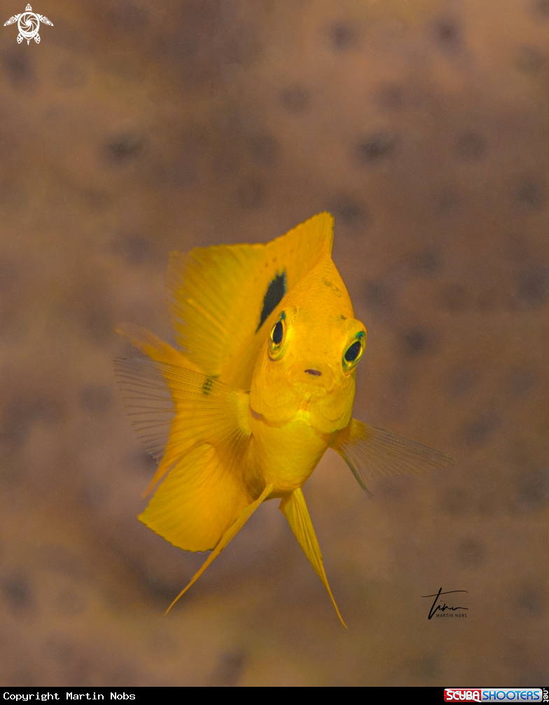 A Threespot Damselfish