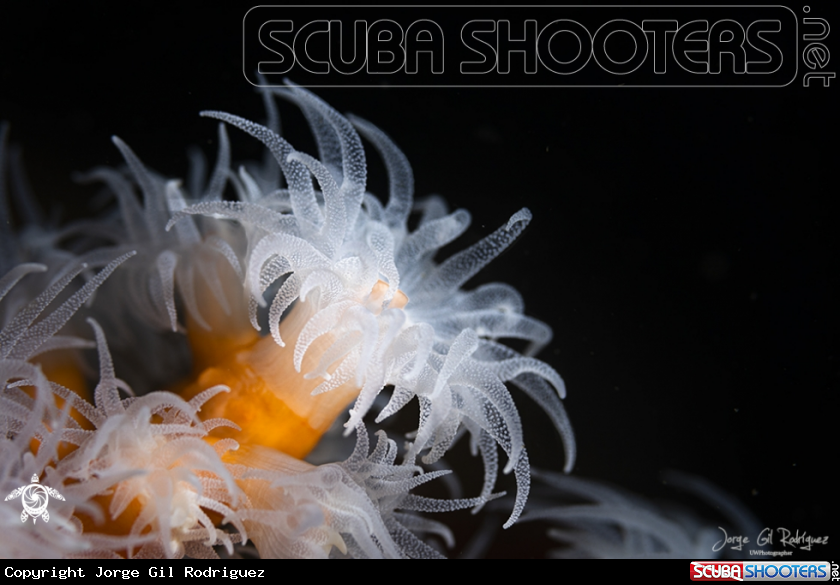 A White cup coral