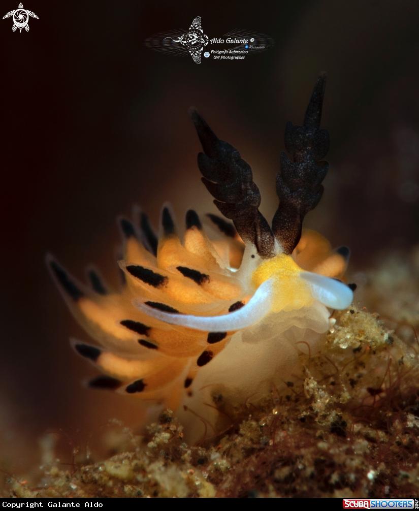 A Sea Slug