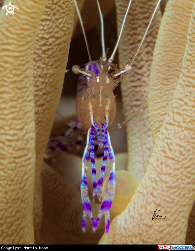 A Pederson's cleaner shrimp