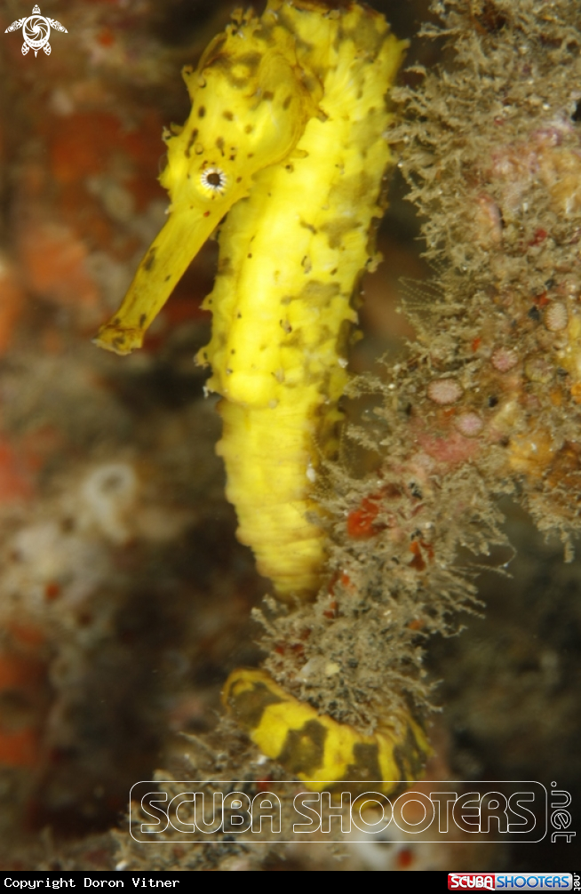 A Sea horse