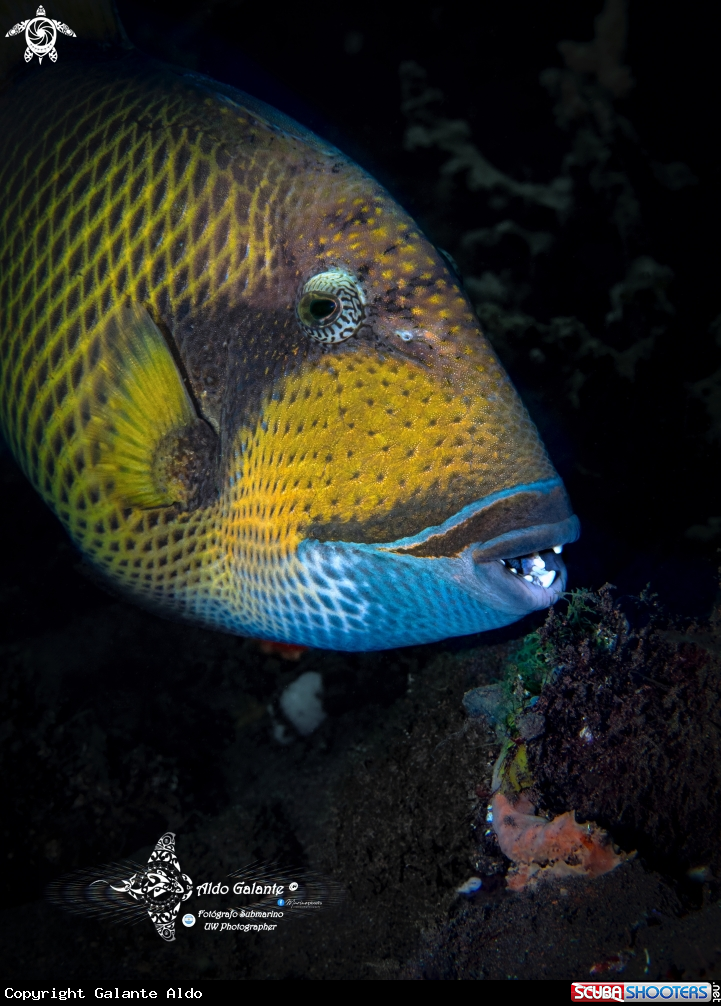 A Titan Triggerfish.