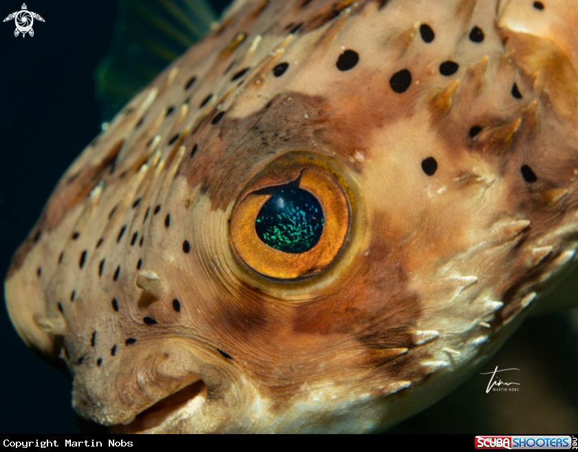 A Porcupinefish