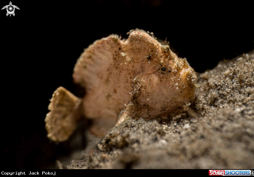 A Randall's Frogfish