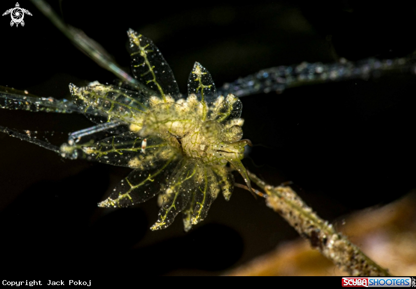 A Stiliger sp.