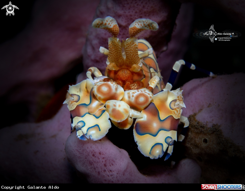 A Harlequin Shrimp