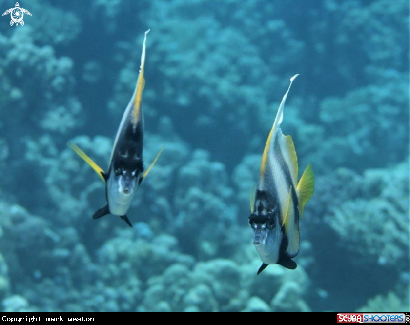A Batfish