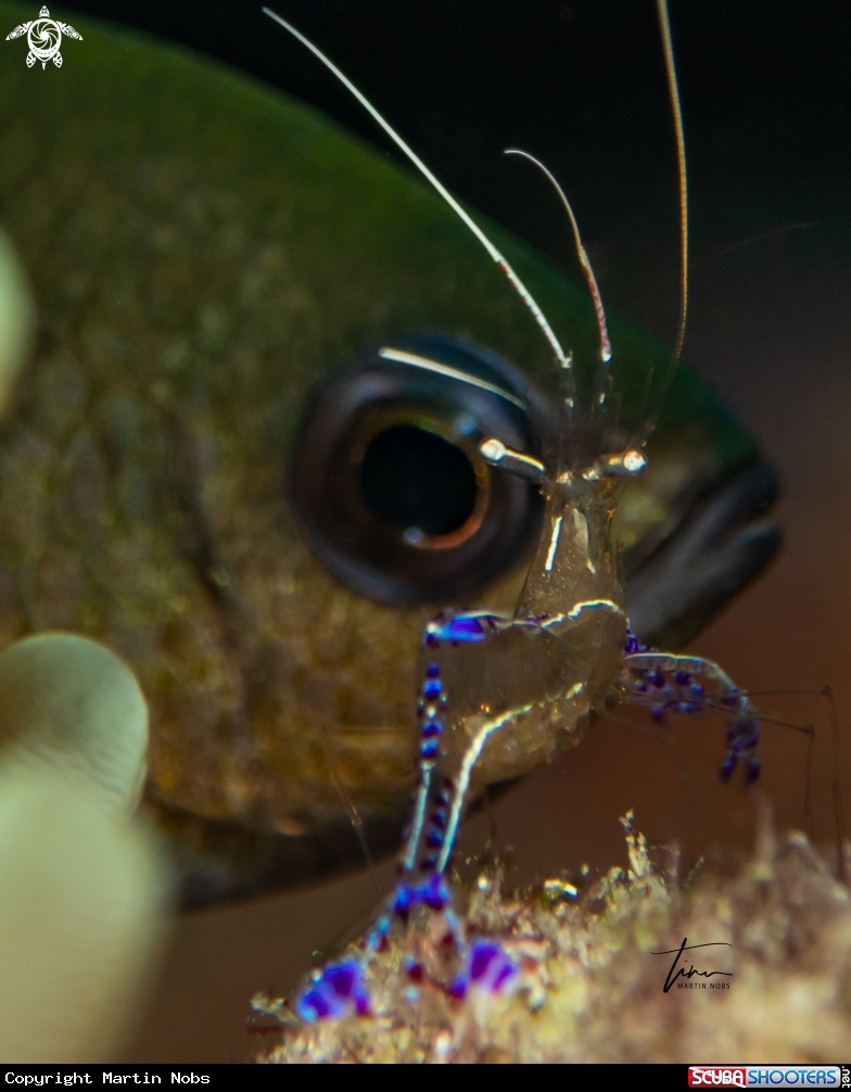 A Pederson's Cleanershrimp