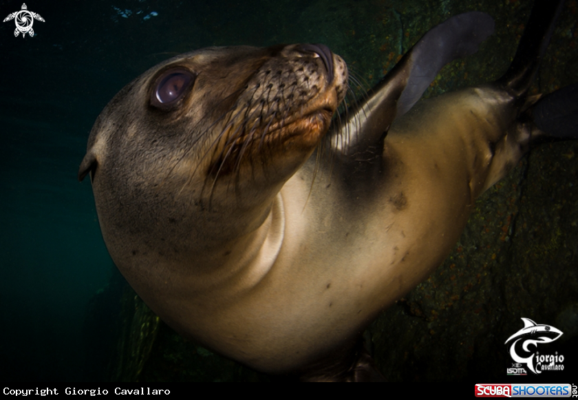 A Zalophus californianus