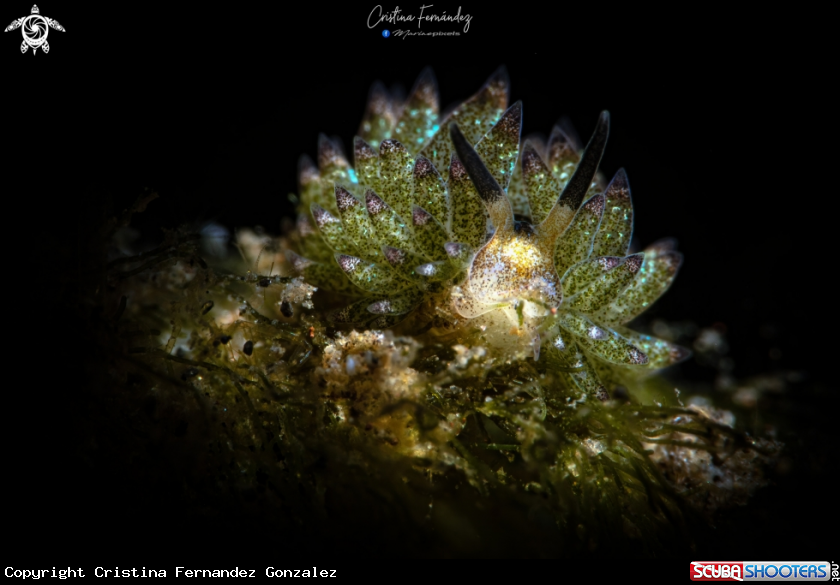 A Nudibranch