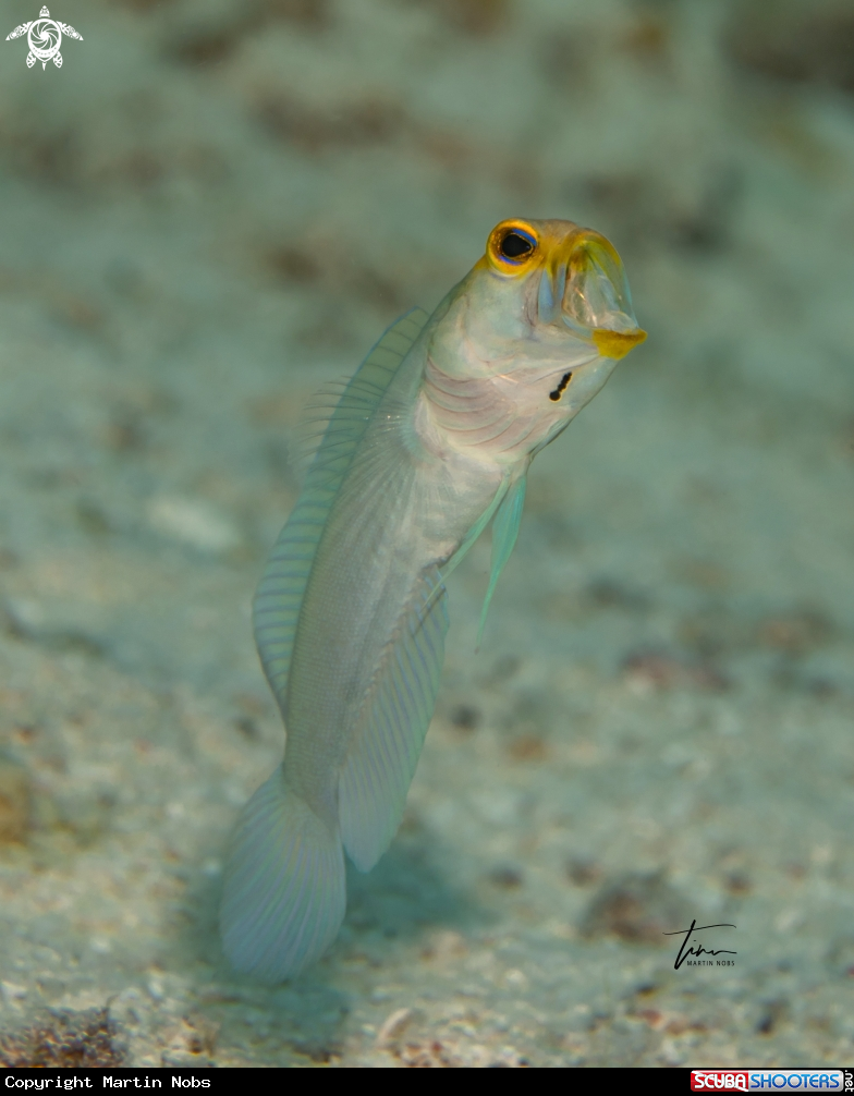 A Yellowhead Jawfish