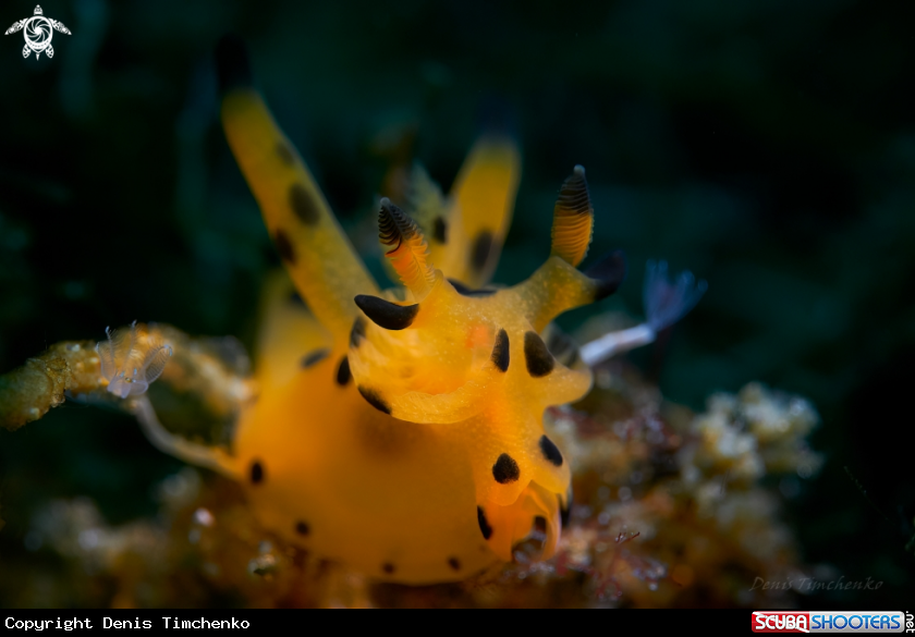 A NUDIBRANCH