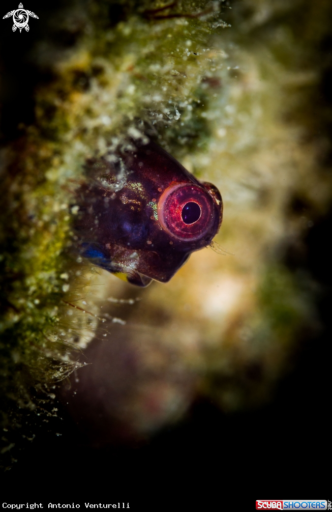 A Coral blenny