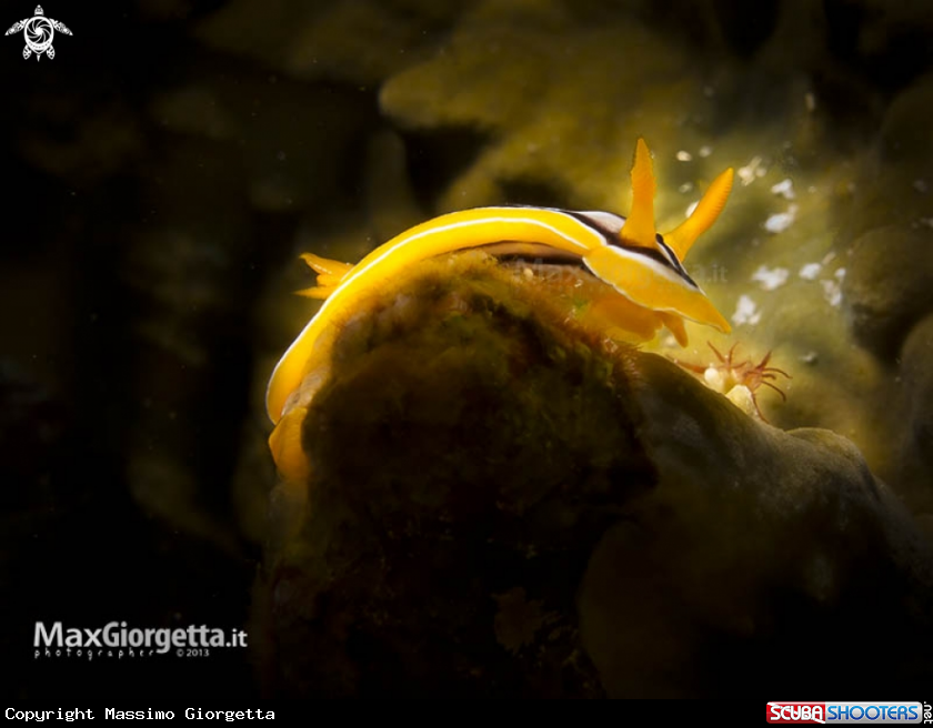 A nudibranch