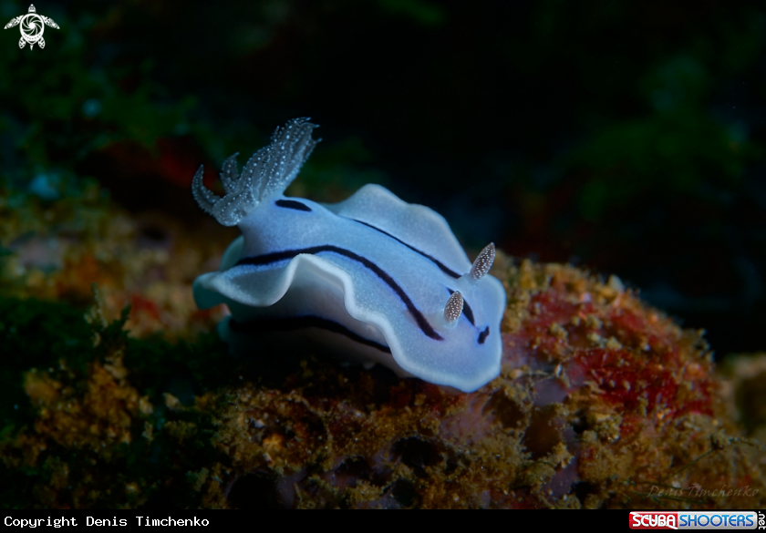 A NUDIBRANCH