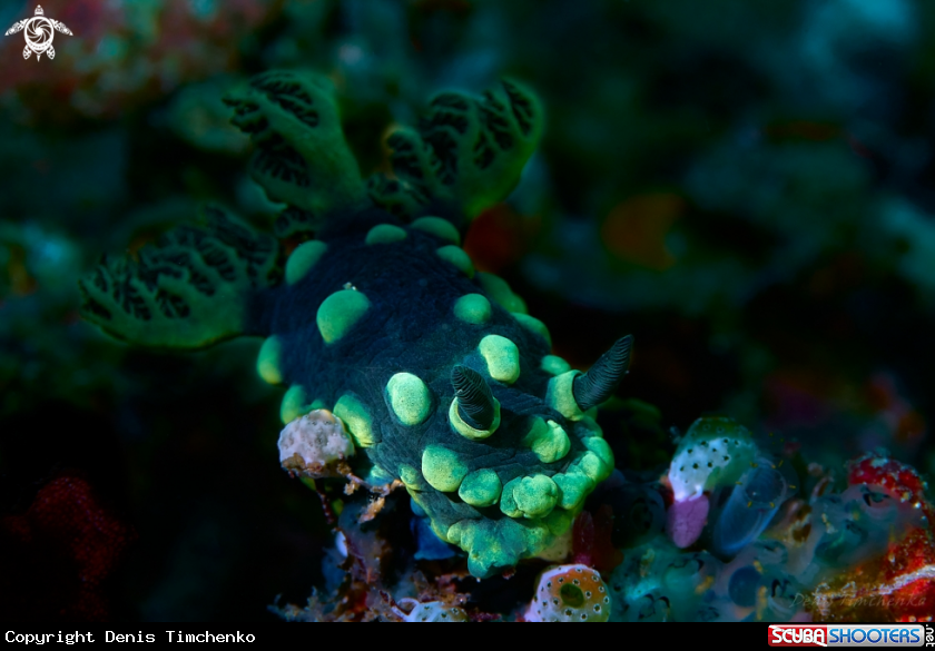 A NUDIBRANCH