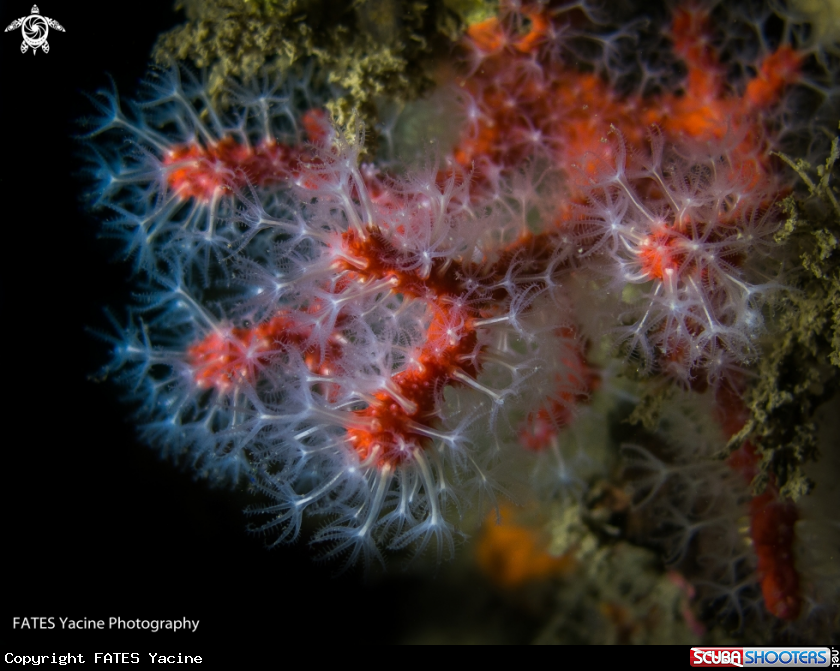 A CORAIL ROUGE 