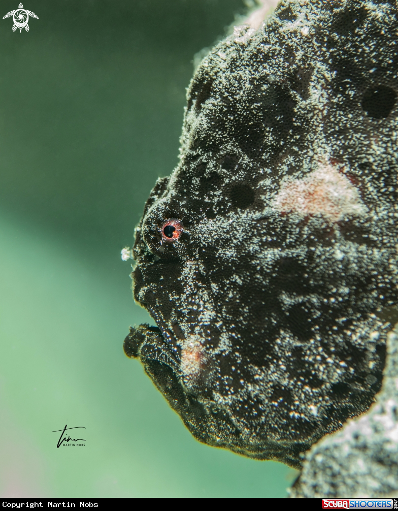 A Frogfish