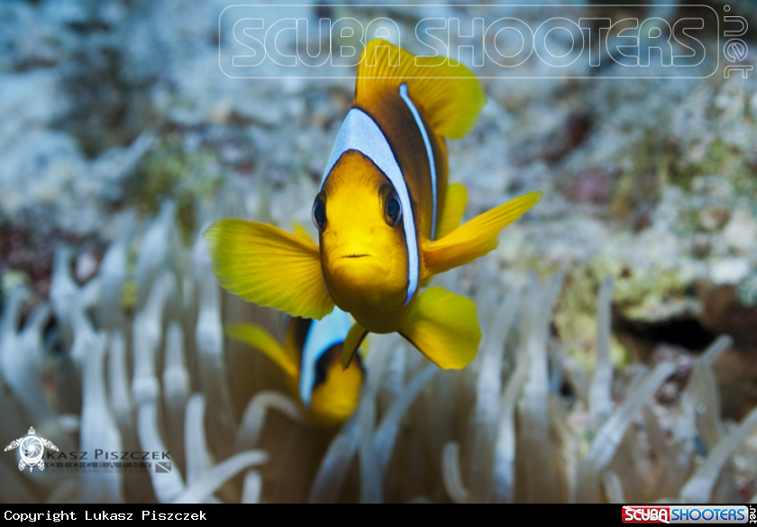 A Red Sea Anemonefish